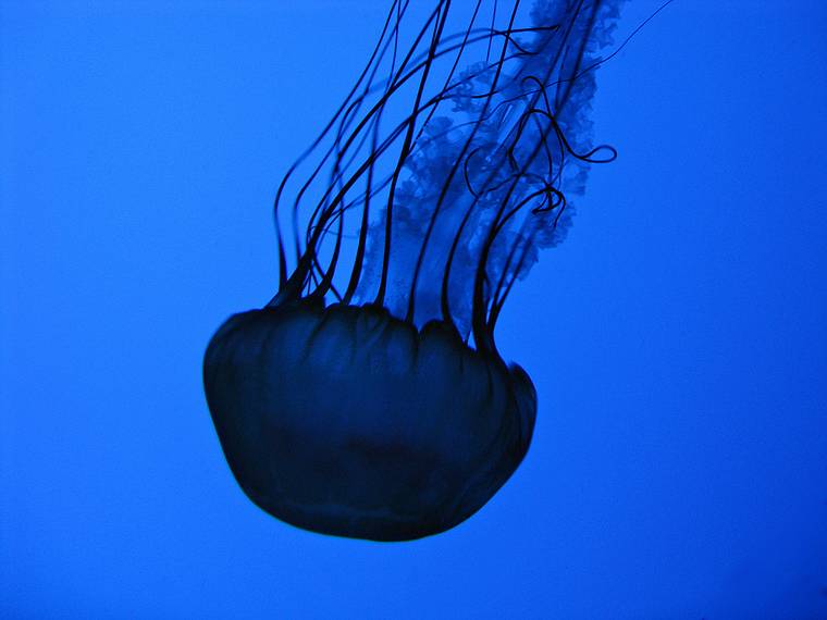 May 18, 2008 - New England Aquarium, Boston, Massachusetts.