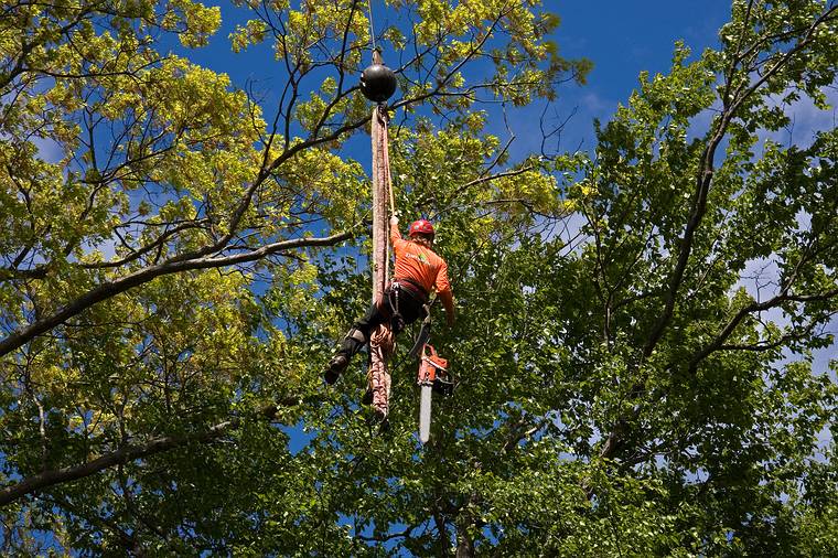 May 23, 2008 - Merrimac, Massachusetts.<br />The tree behind the garage being removed. Its base was starting to rot.