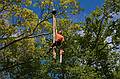 May 23, 2008 - Merrimac, Massachusetts.<br />The tree behind the garage being removed. Its base was starting to rot.