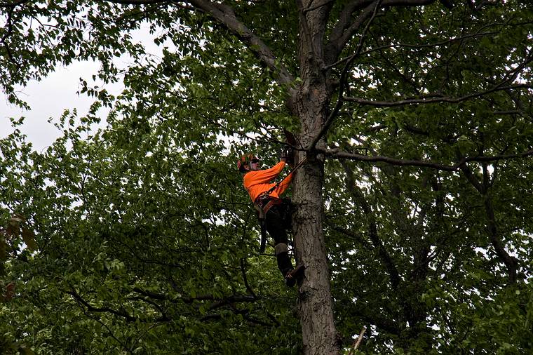 May 23, 2008 - Merrimac, Massachusetts.<br />The tree behind the garage being removed. Its base was starting to rot.
