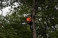 May 23, 2008 - Merrimac, Massachusetts.<br />The tree behind the garage being removed. Its base was starting to rot.
