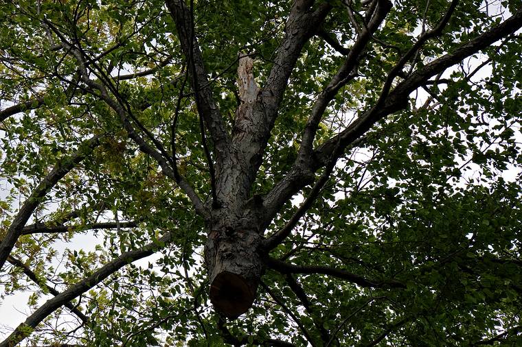 May 23, 2008 - Merrimac, Massachusetts.<br />The tree behind the garage being removed. Its base was starting to rot.