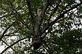 May 23, 2008 - Merrimac, Massachusetts.<br />The tree behind the garage being removed. Its base was starting to rot.