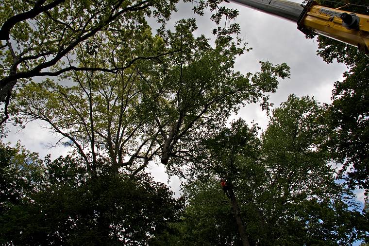 May 23, 2008 - Merrimac, Massachusetts.<br />The tree behind the garage being removed. Its base was starting to rot.