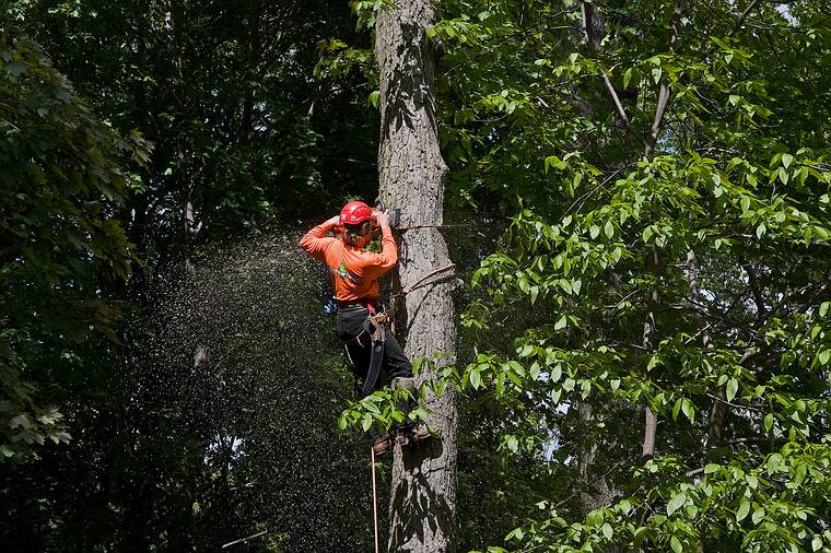 May 23, 2008 - Merrimac, Massachusetts.<br />The tree behind the garage being removed. Its base was starting to rot.