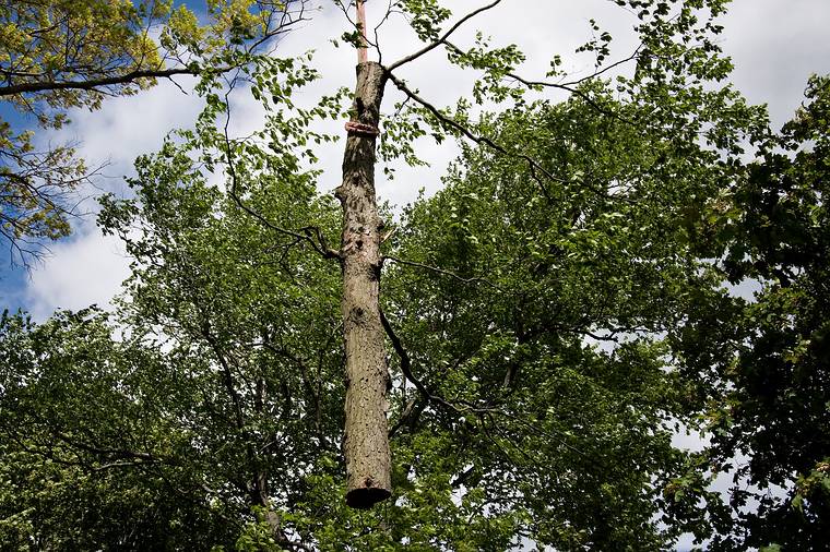 May 23, 2008 - Merrimac, Massachusetts.<br />The tree behind the garage being removed. Its base was starting to rot.
