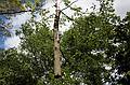 May 23, 2008 - Merrimac, Massachusetts.<br />The tree behind the garage being removed. Its base was starting to rot.