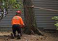 May 23, 2008 - Merrimac, Massachusetts.<br />The tree behind the garage being removed. Its base was starting to rot.