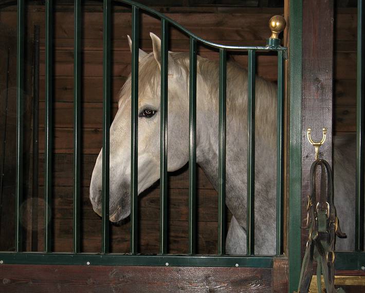 May 25, 2008 - Sons of the Wind Farm in Merrimac, Massachusetts.<br />Festival of the Lusitano.
