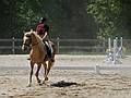 May 25, 2008 - Sons of the Wind Farm in Merrimac, Massachusetts.<br />Festival of the Lusitano.