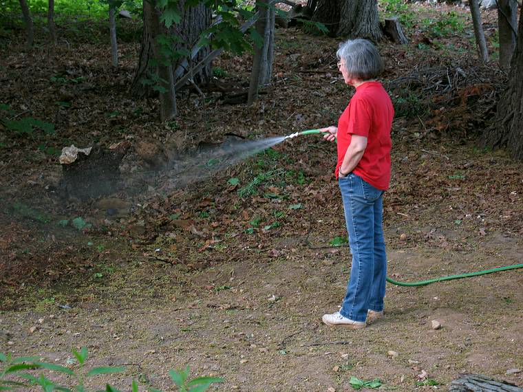 May 26, 2008 - Merrimac, Massachusetts.<br />Joyce watering a crabapple in its temporary location.