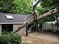 May 27, 2008 - Merrimac, Massachusetts.<br />The recently cut tree trunk is being carted away.