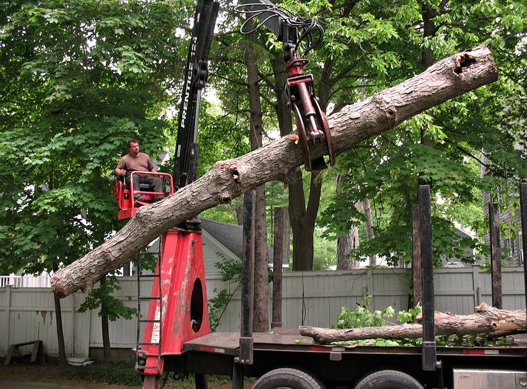 May 27, 2008 - Merrimac, Massachusetts.<br />The recently cut tree trunk is being carted away.