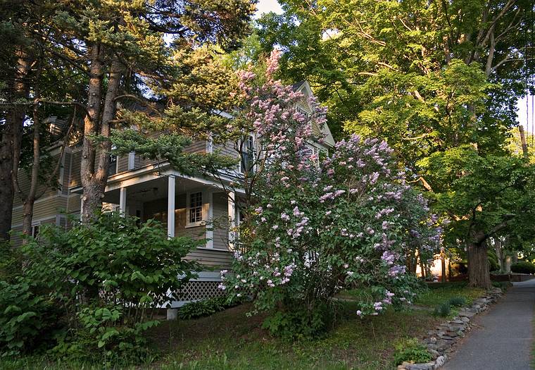 May 28, 2008 - Merrimac, Massachusetts.<br />Lilac bush in front of the house. It seems to be blooming more vigorously this year.