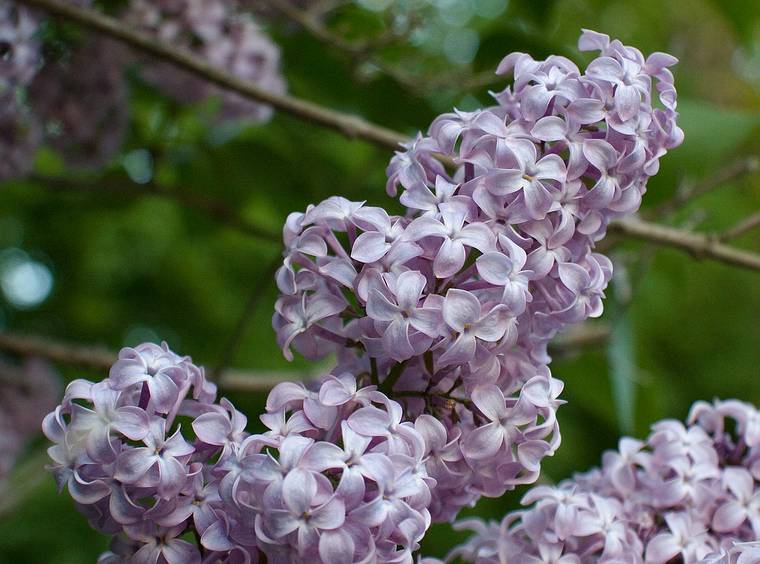 May 28, 2008 - Merrimac, Massachusetts.<br />Lilac bush in front of the house. It seems to be blooming more vigorously this year.