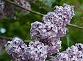 May 28, 2008 - Merrimac, Massachusetts.<br />Lilac bush in front of the house. It seems to be blooming more vigorously this year.