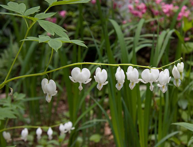 June 1, 2008 - Merrimac, Massachusetts.<br />White bleeding heart.