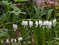 June 1, 2008 - Merrimac, Massachusetts.<br />White bleeding heart.