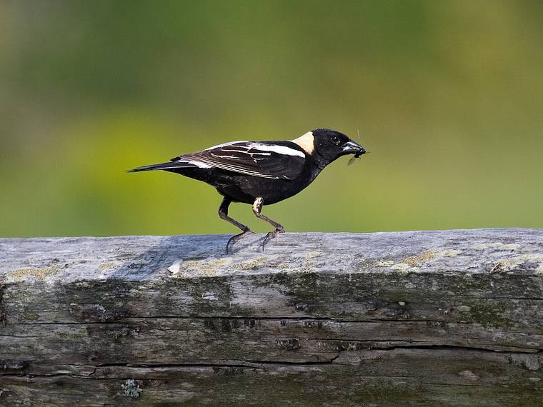 June 3, 2008 - Parker River National Wildlife Refuge, Plum Island, Massachusetts.<br />Bobolink.