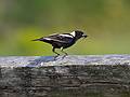 June 3, 2008 - Parker River National Wildlife Refuge, Plum Island, Massachusetts.<br />Bobolink.