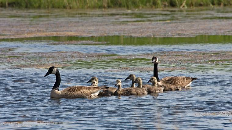 June 3, 2008 - Parker River National Wildlife Refuge, Plum Island, Massachusetts.<br />A family of Canada geese.