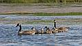 June 3, 2008 - Parker River National Wildlife Refuge, Plum Island, Massachusetts.<br />A family of Canada geese.
