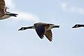 June 3, 2008 - Parker River National Wildlife Refuge, Plum Island, Massachusetts.<br />Canada geese.