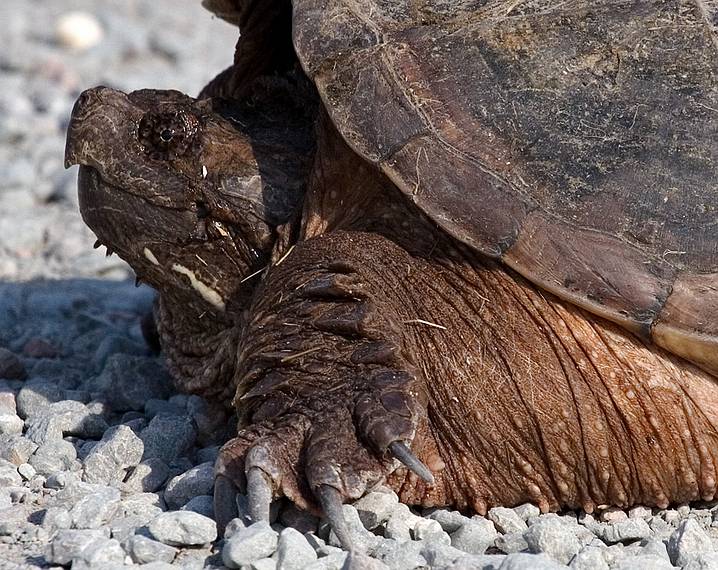 June 3, 2008 - Parker River National Wildlife Refuge, Plum Island, Massachusetts.<br />Alligator snapping turtle in the middle of the road.
