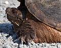 June 3, 2008 - Parker River National Wildlife Refuge, Plum Island, Massachusetts.<br />Alligator snapping turtle in the middle of the road.
