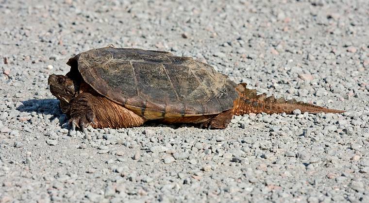 June 3, 2008 - Parker River National Wildlife Refuge, Plum Island, Massachusetts.<br />Alligator snapping turtle, about three feet long, in the middle of the road.