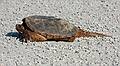 June 3, 2008 - Parker River National Wildlife Refuge, Plum Island, Massachusetts.<br />Alligator snapping turtle, about three feet long, in the middle of the road.