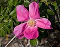 June 3, 2008 - Sandy Point State Reservation, Plum Island, Massachusetts.<br />Beach rose (rosa rugosa).