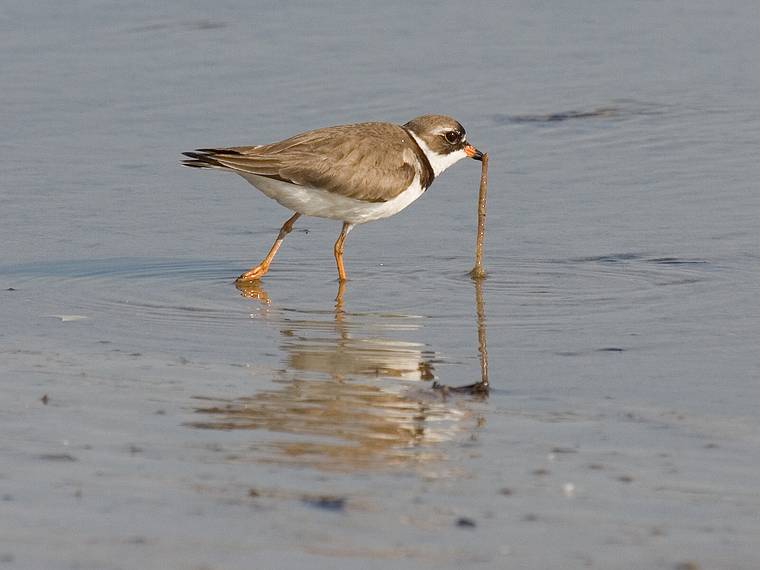 June 3, 2008 - Sandy Point State Reservation, Plum Island, Massachusetts.<br />Semipalmated plover.