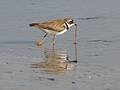 June 3, 2008 - Sandy Point State Reservation, Plum Island, Massachusetts.<br />Semipalmated plover.