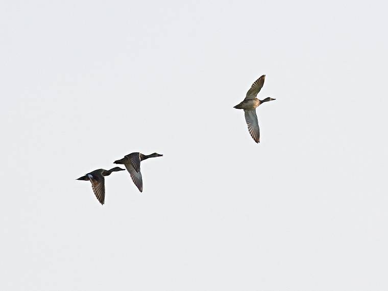 June 3, 2008 - Parker River National Wildlife Refuge, Plum Island, Massachusetts.<br />Ducks over Stage Island Pond.