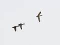 June 3, 2008 - Parker River National Wildlife Refuge, Plum Island, Massachusetts.<br />Ducks over Stage Island Pond.