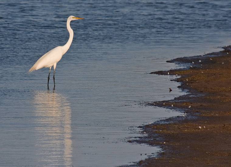 June 3, 2008 - Parker River National Wildlife Refuge, Plum Island, Massachusetts.<br />Great egret at Stage Island Pond.