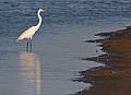 June 3, 2008 - Parker River National Wildlife Refuge, Plum Island, Massachusetts.<br />Great egret at Stage Island Pond.