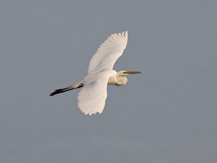 June 3, 2008 - Parker River National Wildlife Refuge, Plum Island, Massachusetts.<br />Great egret at Stage Island Pond.