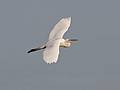 June 3, 2008 - Parker River National Wildlife Refuge, Plum Island, Massachusetts.<br />Great egret at Stage Island Pond.
