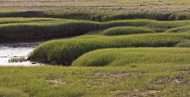 June 3, 2008 - Parker River National Wildlife Refuge, Plum Island, Massachusetts.<br />Spartina salt marsh.