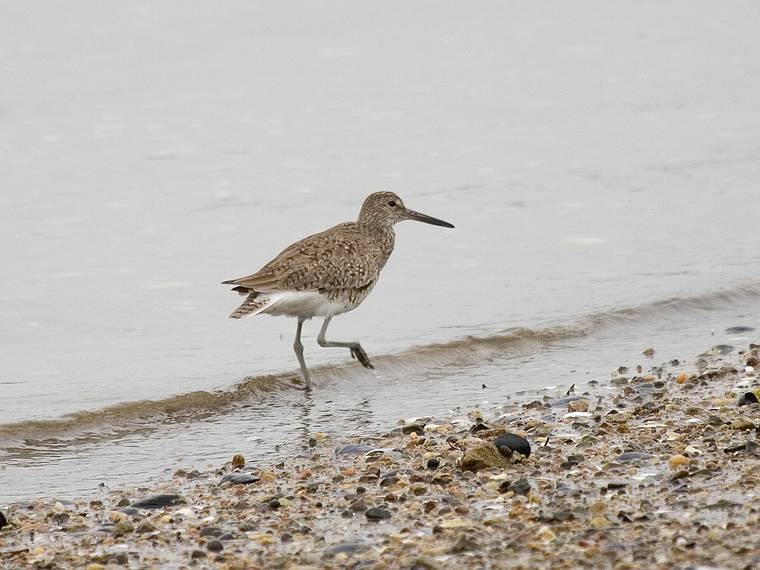 June 5, 2008 - Sandy Point State Reservation, Plum Island, Massachusetts.<br />Willet.