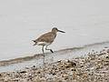 June 5, 2008 - Sandy Point State Reservation, Plum Island, Massachusetts.<br />Willet.