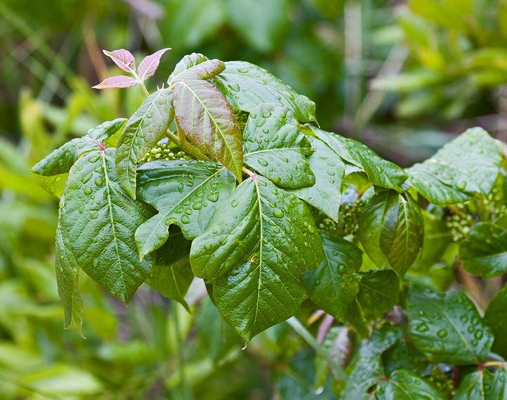 June 5, 2008 - Sandy Point State Reservation, Plum Island, Massachusetts.<br />Poison ivy, lots of it everywhere.