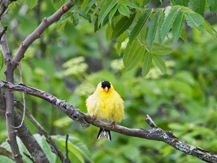 June 5, 2008 - Sandy Point State Reservation, Plum Island, Massachusetts.<br />American goldfinch after taking a bath in a muddy puddle in the middle of the road.