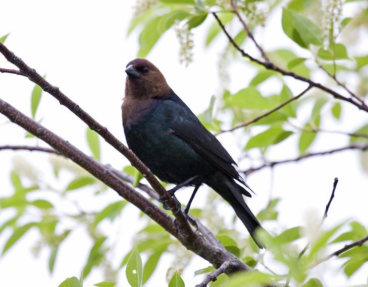 June 5, 2008 - Parker River National Wildlife Refuge, Plum Island, Massachusetts.<br />Cowbird.