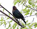 June 5, 2008 - Parker River National Wildlife Refuge, Plum Island, Massachusetts.<br />Cowbird.