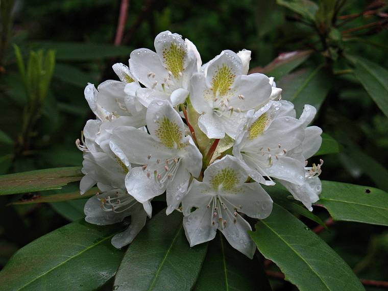 June 5, 2008 - Merrimac, Massachusetts.<br />Rhododendron in our yard.