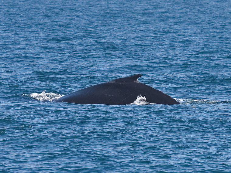 June 11, 2008 - Whalewatch trip out of Newburyport, Massachusetts.<br />Humpback whale.