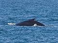 June 11, 2008 - Whalewatch trip out of Newburyport, Massachusetts.<br />Humpback whale.